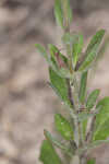 Oblongleaf snakeherb